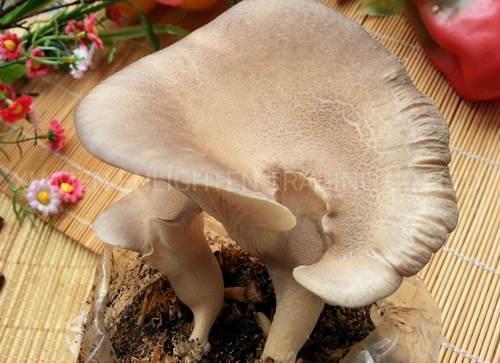 Canned Golden Abalone Mushroom in Brine