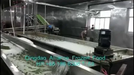 Venda por atacado de ervilhas verdes IQF congeladas na China a granel em embalagens de varejo a granel FDA Brc HACCP Nenhum OGM