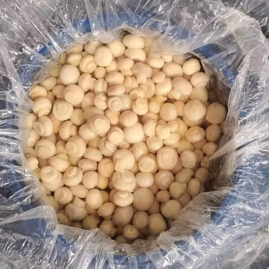 Cogumelo Champignon Inteiro em Pacote So2 em Tambor